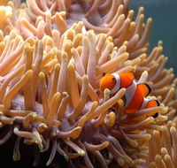 Reef HQ Great Barrier Reef Aquarium - Mackay Tourism