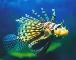 Underwater World - Mackay Tourism 0