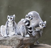 Adelaide Zoo - Mackay Tourism