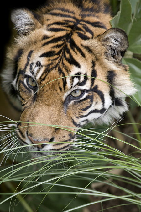 Adelaide Zoo - Mackay Tourism 1