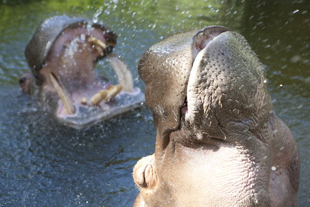 Adelaide Zoo - Mackay Tourism 2