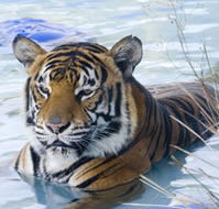 Zoo Doo Wildlife Park - Mackay Tourism