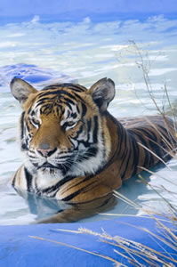 Zoo Doo Wildlife Park - Mackay Tourism 0