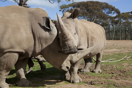 Monarto Zoo - Mackay Tourism 0