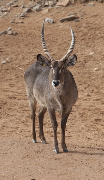 Monarto Zoo - Mackay Tourism 1