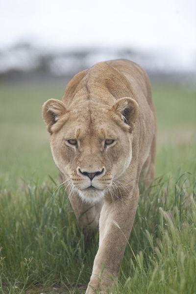 Monarto Zoo - Mackay Tourism 2