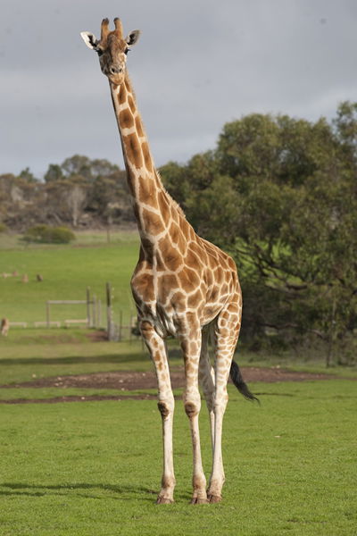 Monarto Zoo - Mackay Tourism 3