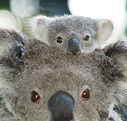 Billabong Koala and Wildlife Park - Mackay Tourism