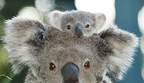Billabong Koala And Wildlife Park - Mackay Tourism 0