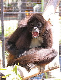Billabong Koala And Wildlife Park - Mackay Tourism 1