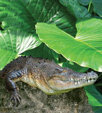 Billabong Koala And Wildlife Park - Mackay Tourism 2