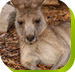Calmsley Hill City Farm - Mackay Tourism