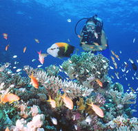 Drop Zone Dive Site - Mackay Tourism