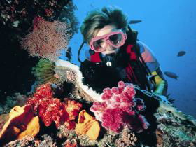 Gold Coast Seaway Dive Site - Mackay Tourism 0