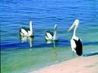 Noosa Everglades Discovery - Mackay Tourism 2