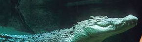 Territory Wildlife Park - Mackay Tourism 3