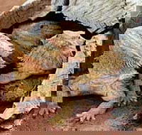 Alice Springs Reptile Centre - Mackay Tourism