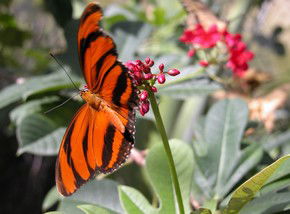 Berkshire Park NSW Mackay Tourism