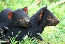 Great Oak Holdings Pty Ltd - Mackay Tourism 0
