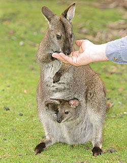 Great Oak Holdings Pty Ltd - Mackay Tourism 3
