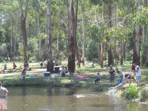 Buxton Trout And Salmon Farm - Mackay Tourism 3