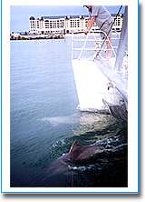 Temptation Sailing - Mackay Tourism 1