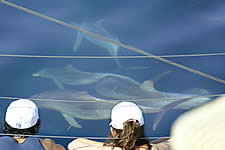 Temptation Sailing - Mackay Tourism 2
