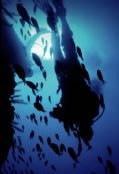 Scuba World - Mackay Tourism 0