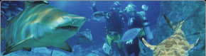 Scuba World - Mackay Tourism 1