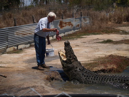 Koorana Saltwater Crocodile Farm - Mackay Tourism 1