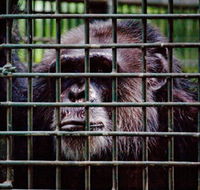 Rockhampton Zoo - Mackay Tourism