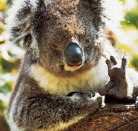 Gorge Wildlife Park - Mackay Tourism