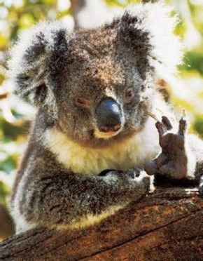 Gorge Wildlife Park - Mackay Tourism 0
