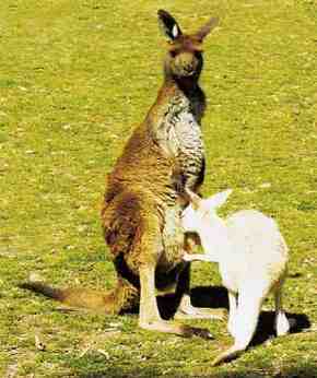 Gorge Wildlife Park - Mackay Tourism 1