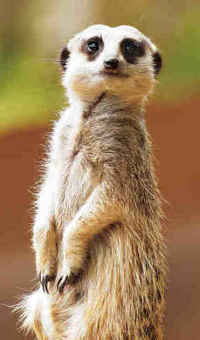 Gorge Wildlife Park - Mackay Tourism 2