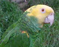 Gorge Wildlife Park - Mackay Tourism 3