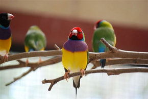 Kyabram Fauna Park - Mackay Tourism 1