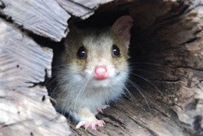 Kyabram Fauna Park - Mackay Tourism 3