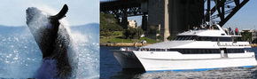 Prestige Harbour Cruises - Mackay Tourism 3