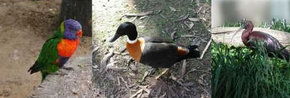 Urimbirra Wildlife Park - Mackay Tourism 2