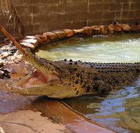 Wyndham Zoological Gardens and Crocodile Park - Mackay Tourism