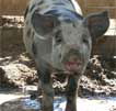 Wagga Wagga Zoo - Mackay Tourism