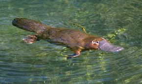 Something Wild - Mackay Tourism 3