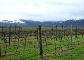Kinloch Wines - Mackay Tourism