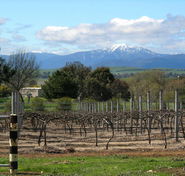 Buller View Wines - Mackay Tourism