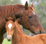 Blue Gum Farm - Mackay Tourism