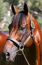 Blue Gum Farm - Mackay Tourism 2