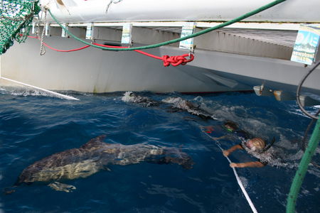 Dolphin Swim Australia - Mackay Tourism 1