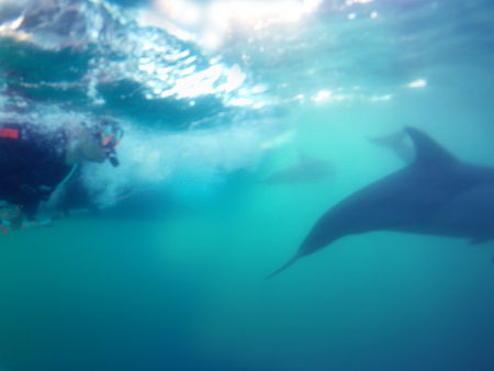 Dolphin Swim Australia - Mackay Tourism 2