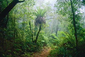 Witheren QLD Mackay Tourism